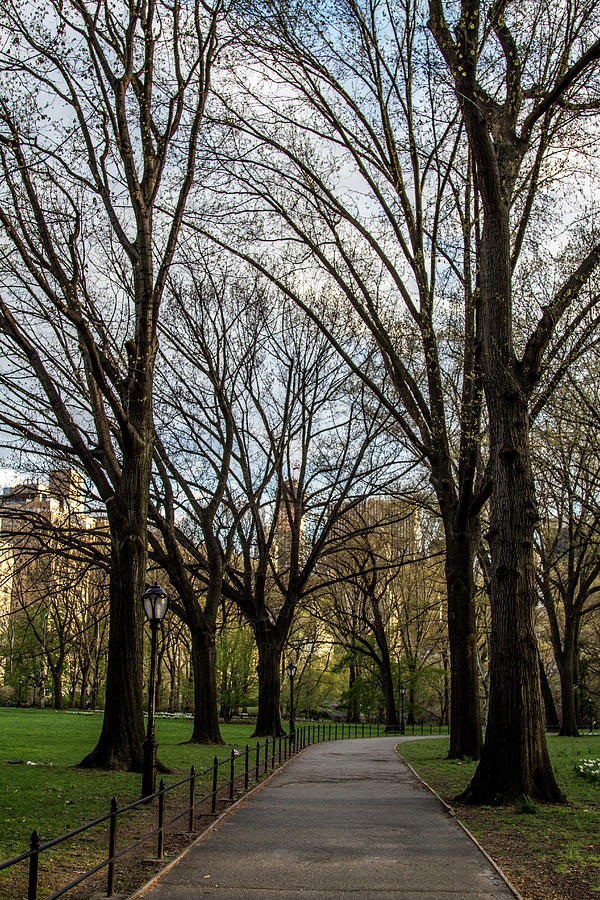 Central Park Spring Photograph