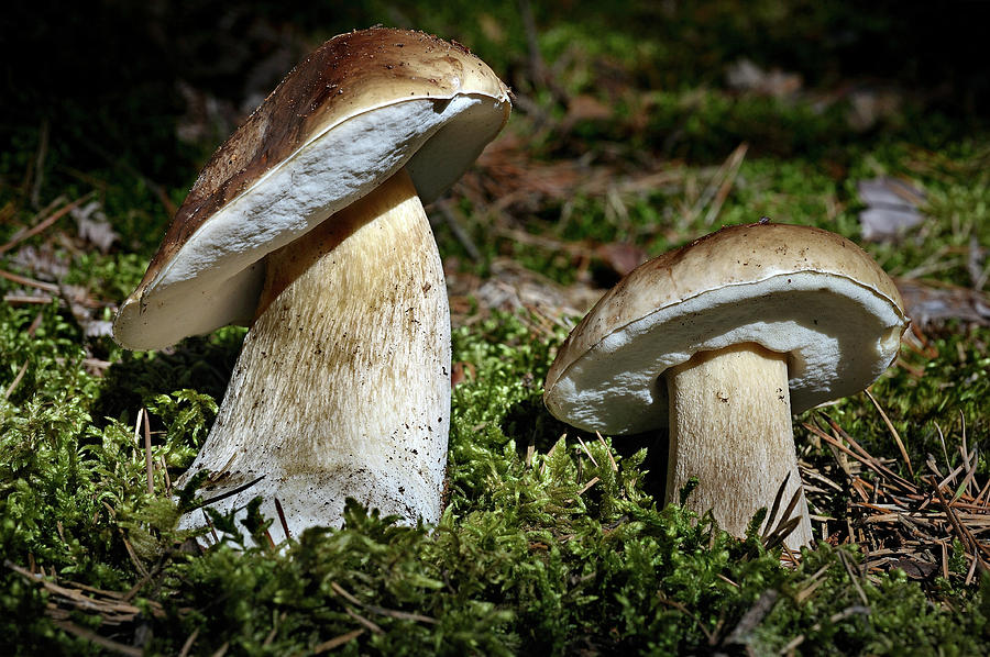Mushroom Photograph - Cep #1 by Olivier Blaise