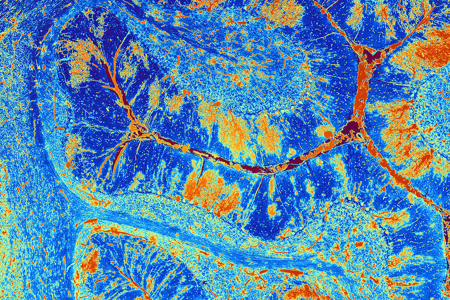 Purkinje Cell Photograph - Cerebellum Tissue, Light Micrograph #1 by Pasieka