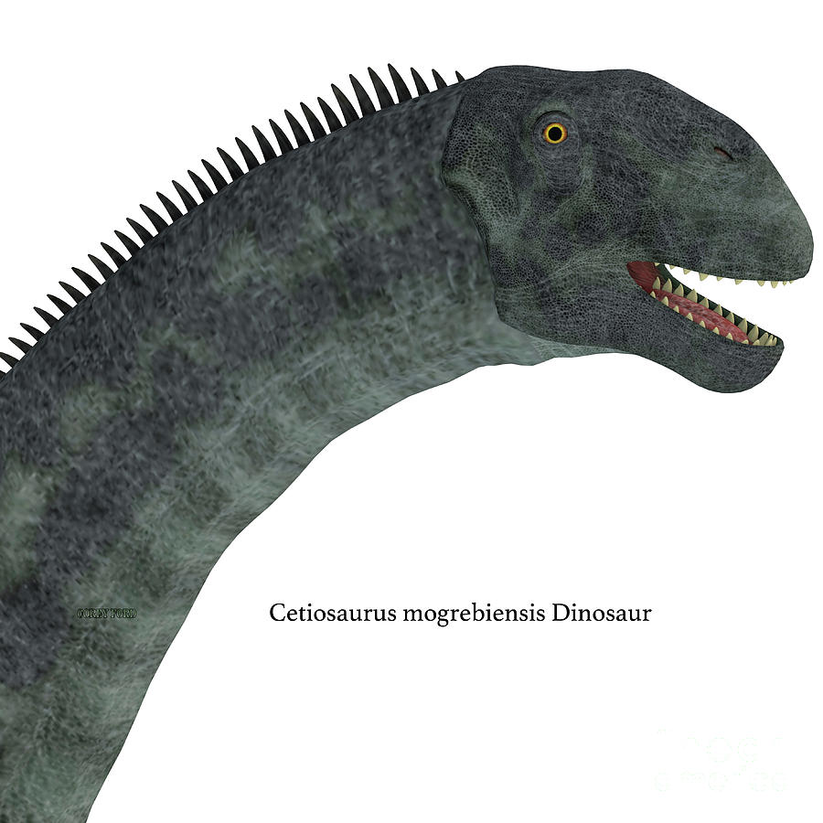 cetiosaurus