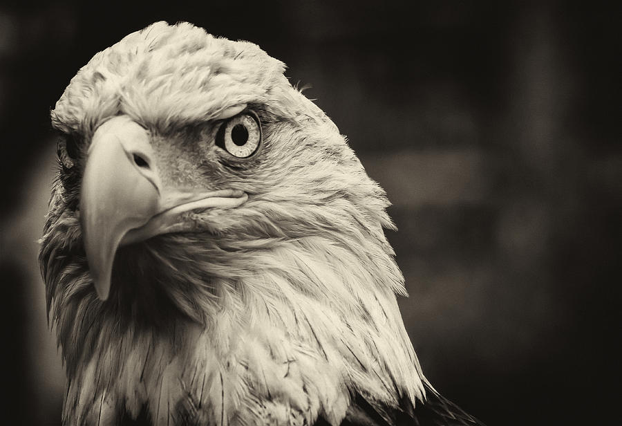 Challenger the Bald Eagle #1 Photograph by Robert Ullmann
