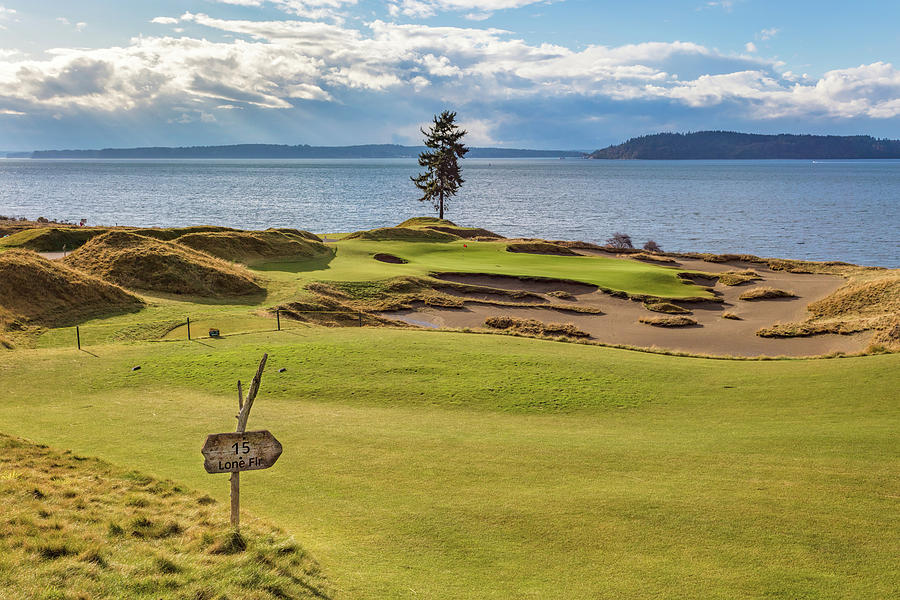 Chambers Bay, Hole #15, Lone Fir #1 Photograph by Mike Centioli