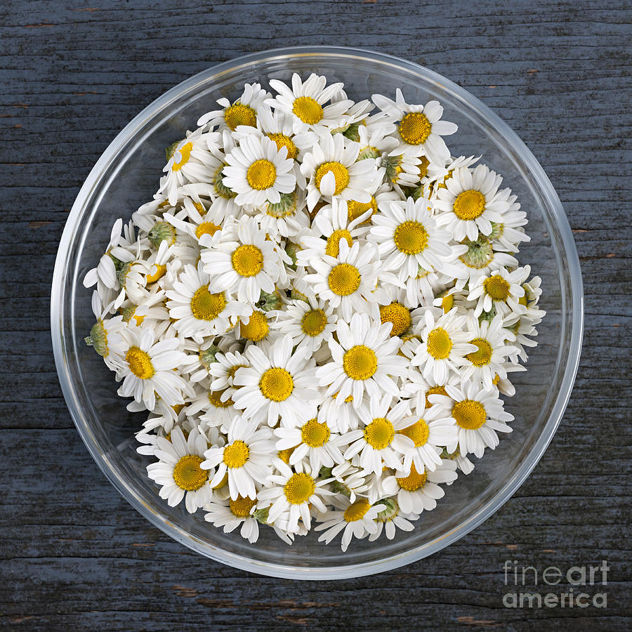 Chamomile flowers in bowl 1 Photograph by Elena Elisseeva