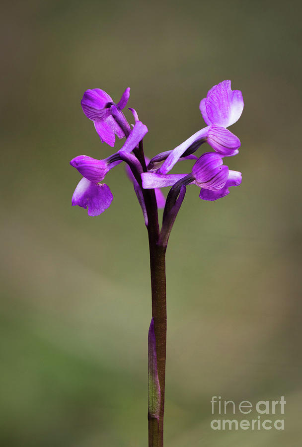 Champagnes orchid , Orchis champagneuxii, Spain #1 Photograph by Perry Van Munster