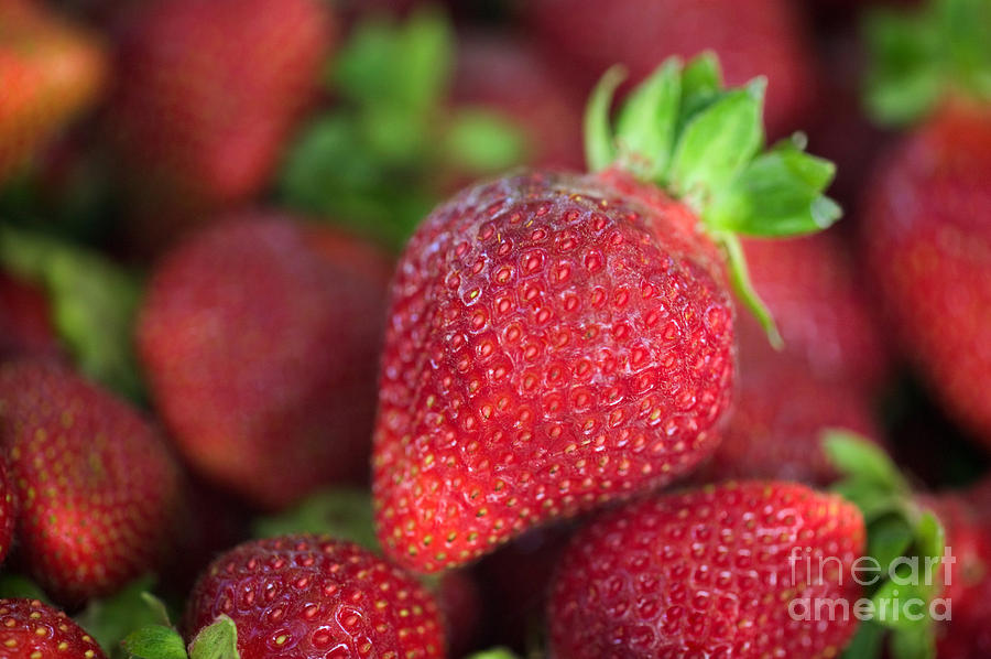 Chandler Strawberries #1 Photograph by Inga Spence