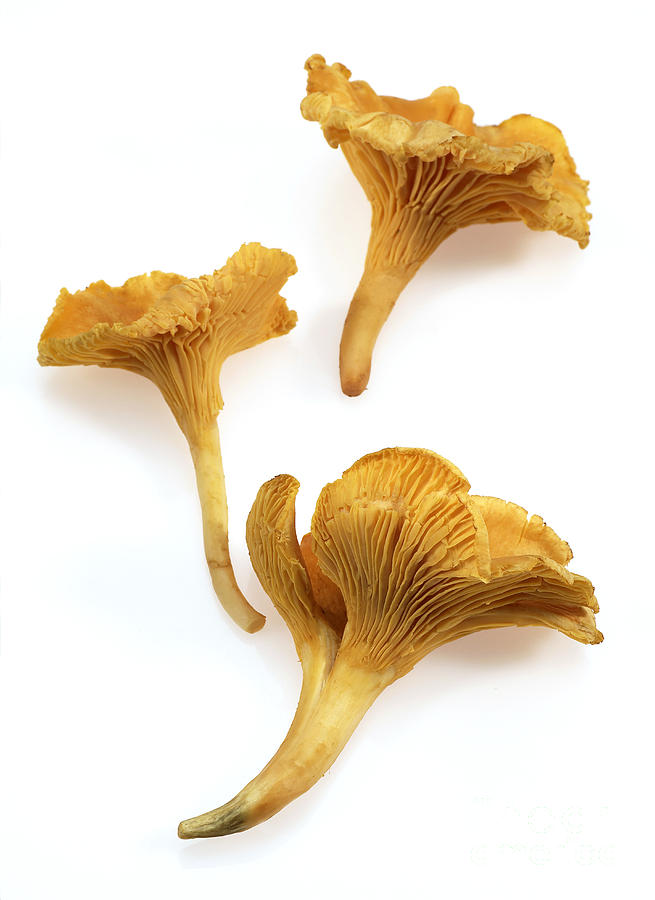 Chanterelle Mushroom #1 Photograph by Gerard Lacz