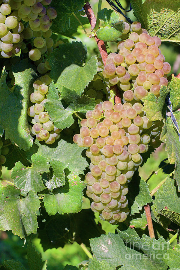 Chardonnay Grapes on the Vine #1 Photograph by Bruce Block