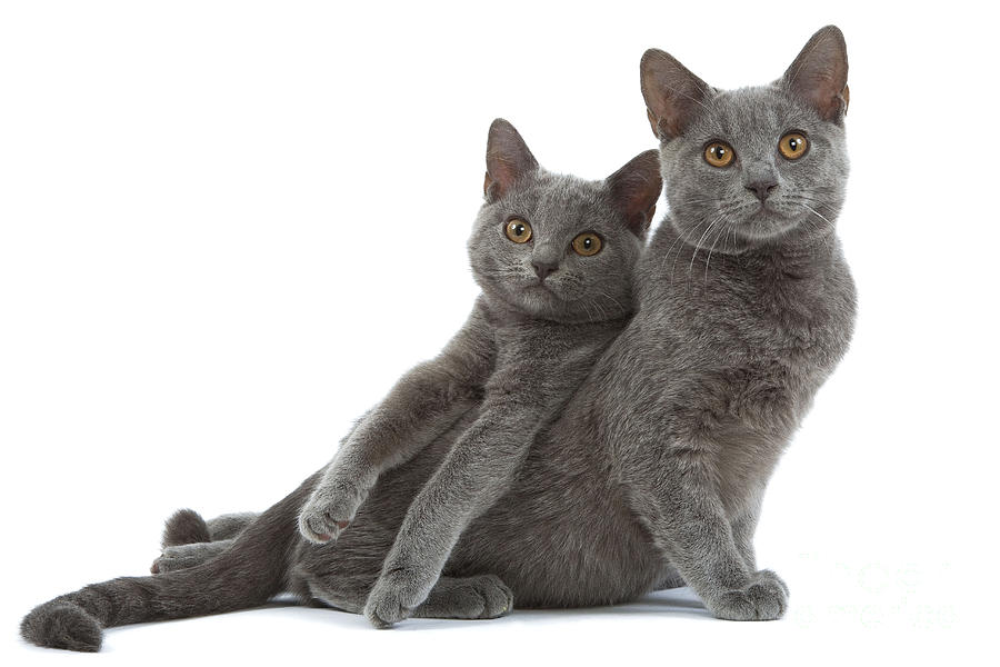 Chartreux Kittens Photograph by Jean-Michel Labat - Fine Art America