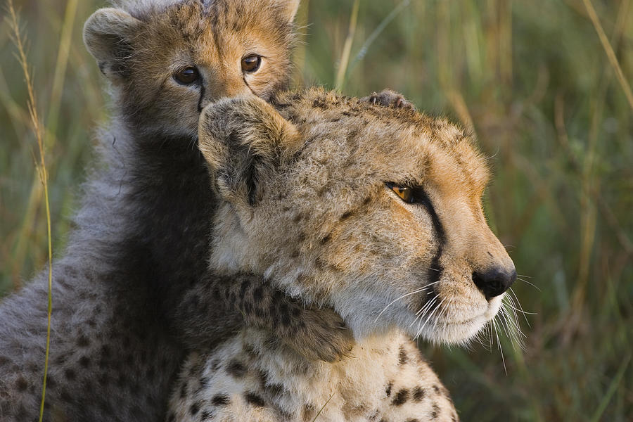 Cheetah Photograph - Cheetah Acinonyx Jubatus And Cub by Suzi Eszterhas