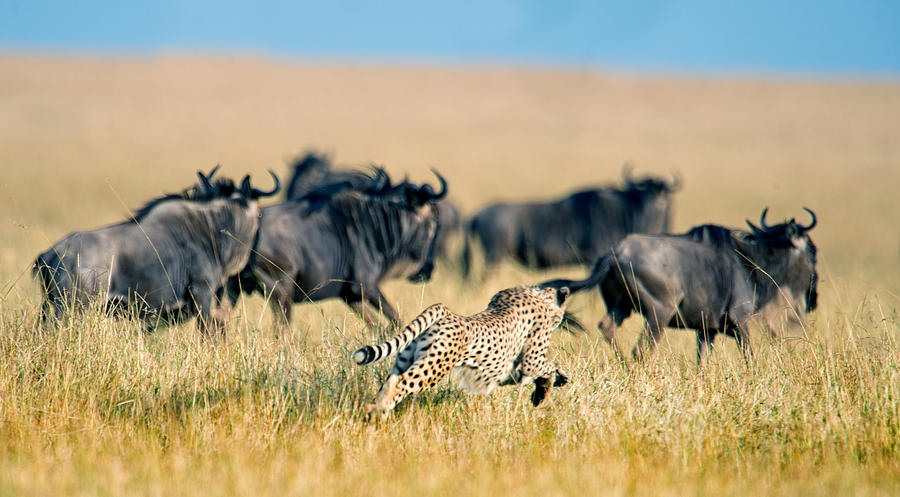 Wildlife Photograph - Cheetah Acinonyx Jubatus Chasing #1 by Panoramic Images