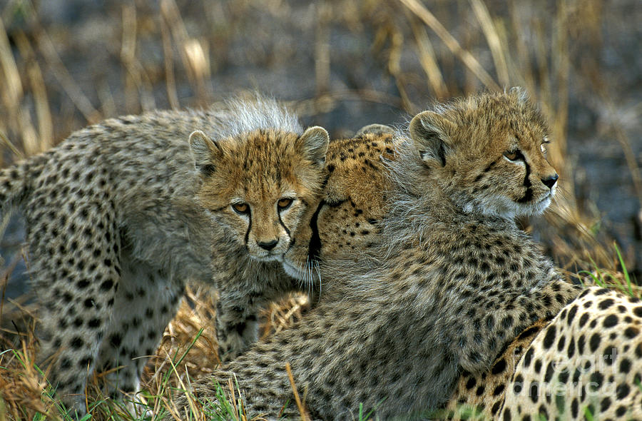 Cheetah Acinonyx Jubatus #1 Photograph by Gerard Lacz