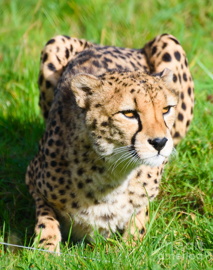 Cheetah #1 Photograph by Colin Rayner