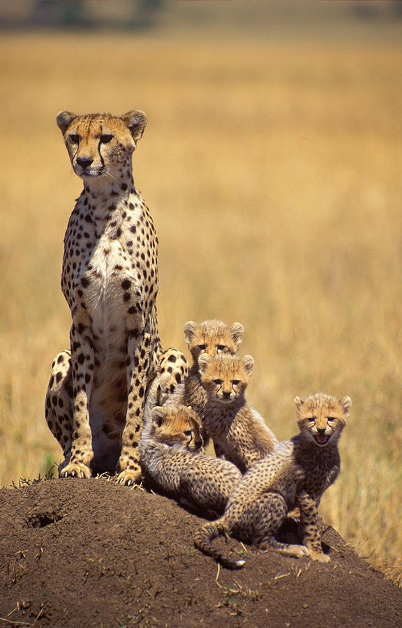 Wildlife Photograph - Cheetah family #1 by Johan Elzenga