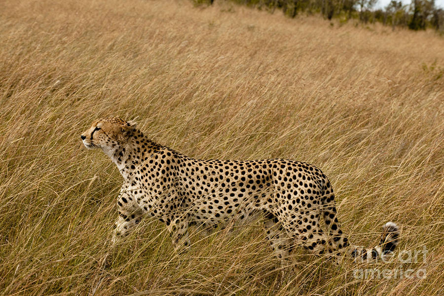 Cheetah In Tall Grass, Kenya #1 Photograph by Monika Bhm