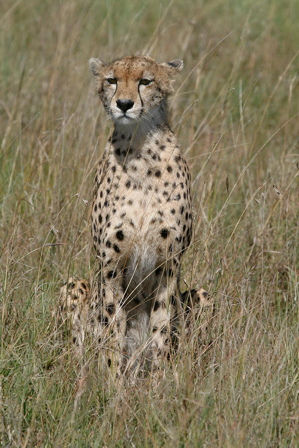 Cheetah Masai Mara Kenya #1 Photograph by Joseph G Holland