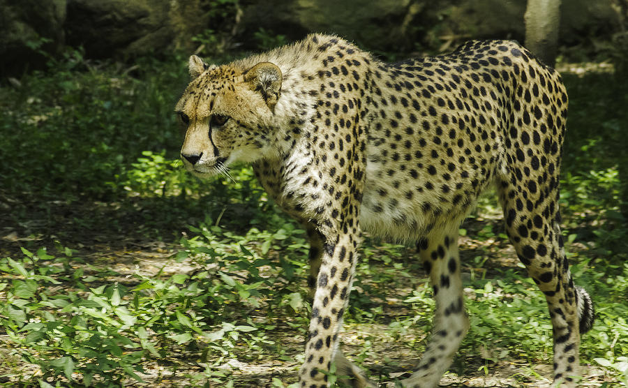 Cheetah Photograph by Nolan Taylor - Fine Art America