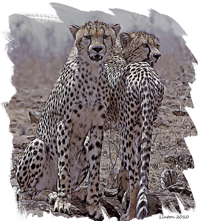 Cheetah Pair #1 Photograph by Larry Linton