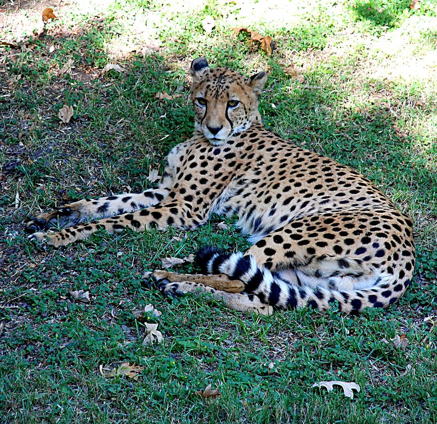 Cheetah Relaxes #2 Photograph by Kenny Glover