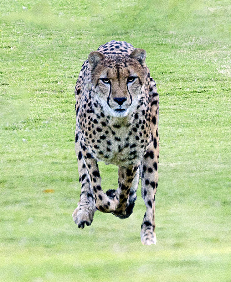 Cheetah Running Toward You #1 Photograph by William Bitman