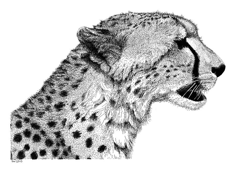 Cheetah Drawing by Scott Woyak