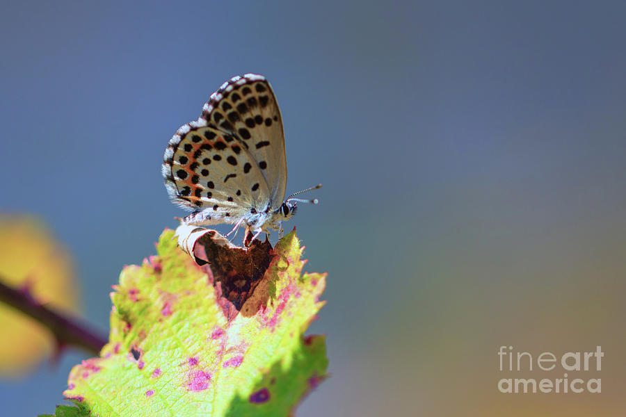 Chequered Blue Butterfly - Scolitantides orion #1 Photograph by Jivko Nakev