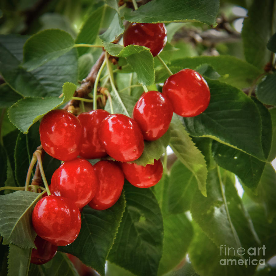 Cherries #1 Photograph by Robert Bales