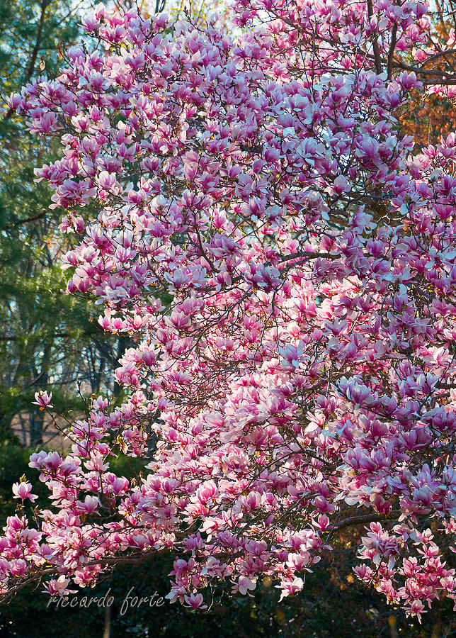 Cherry Blossom - 2 #2 Photograph by Riccardo Forte