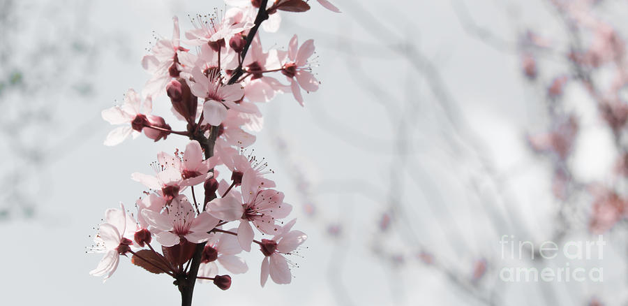 Cherry Blossom Photograph by Amanda Mohler
