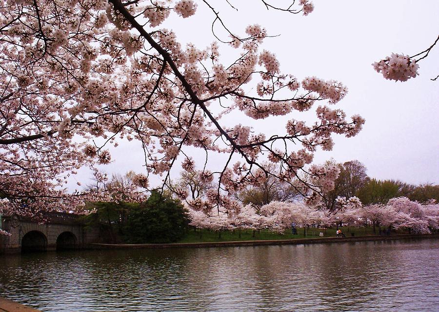 Cherry Blossom Bridge #1 Photograph by Joyce Kimble Smith