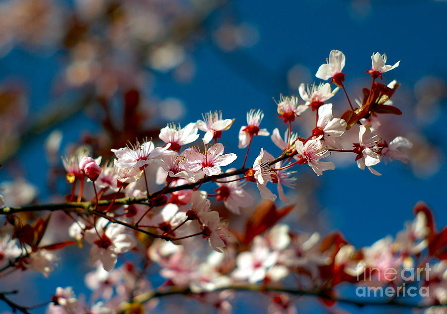 Cherry Blossom #2 Photograph by Dariusz Gudowicz