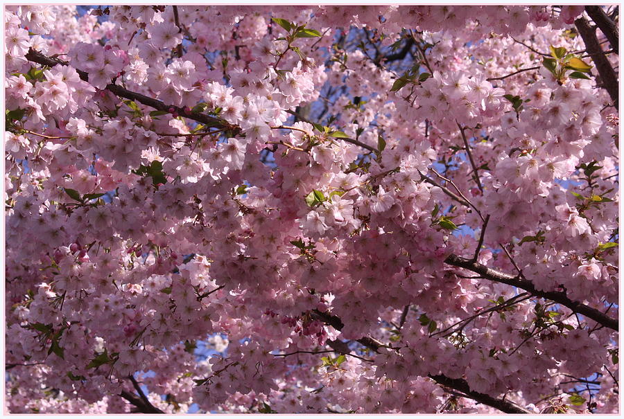 Cherry Blossom Festival Photograph by Dora Sofia Caputo
