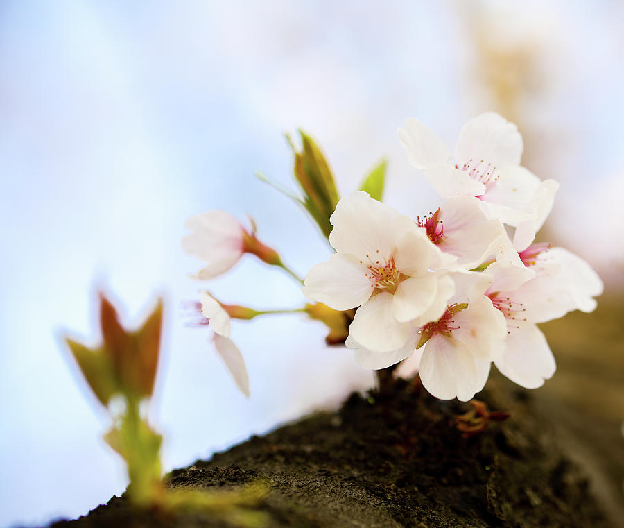 Cherry blossom IV #1 Photograph by Hyuntae Kim
