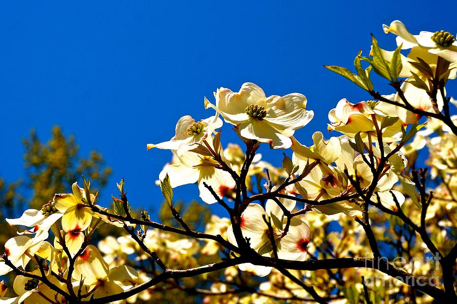 Spring Photograph - Cherry Blossom #1 by Ivana Kovacic