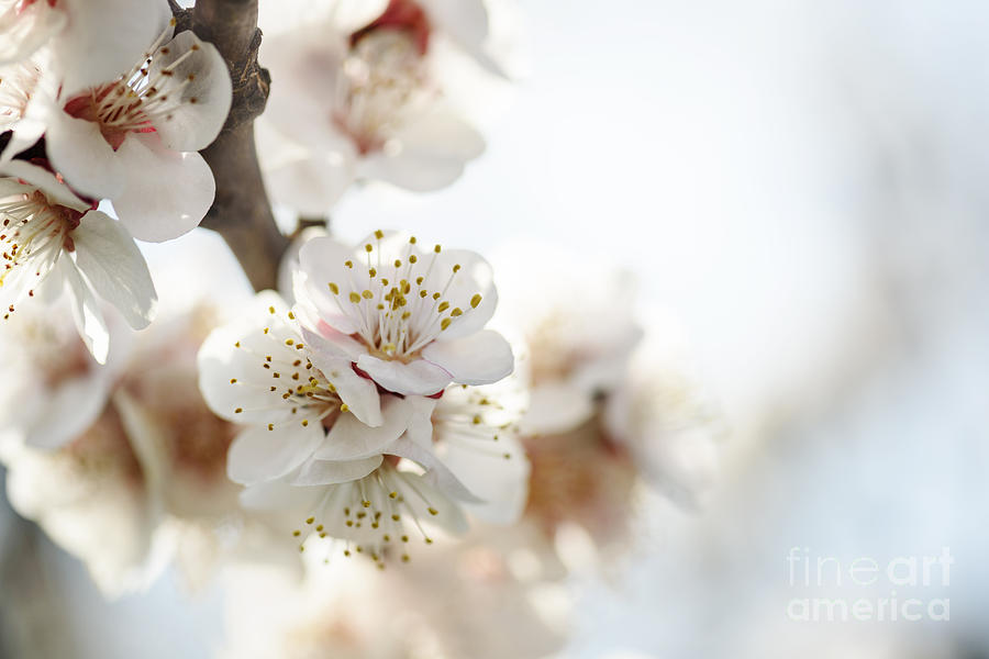 Cherry Blossom in spring Photograph by Jelena Jovanovic