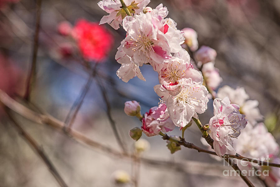 Spring Photograph - Cherry blossom close up by Patricia Hofmeester
