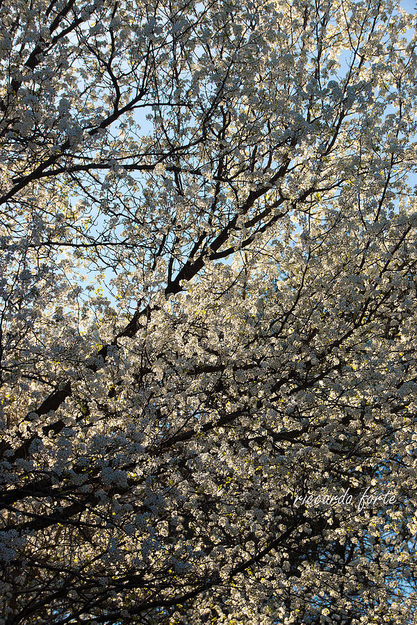 Cherry Blossom #1 Photograph by Riccardo Forte