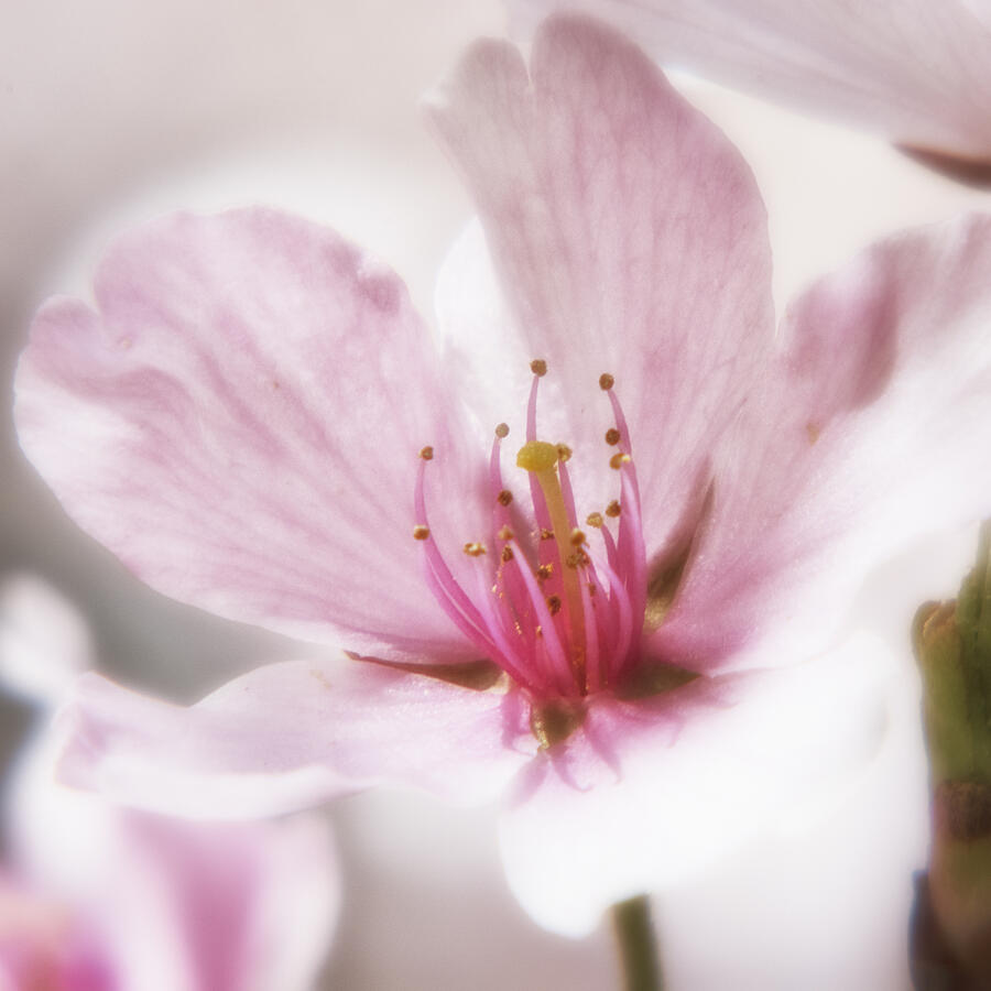 Cherry Blossom #2 Photograph by Robert Fawcett