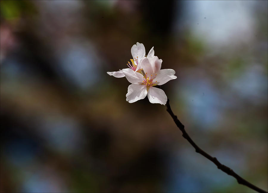Cherry Blossom #1 Photograph by Robert Ullmann