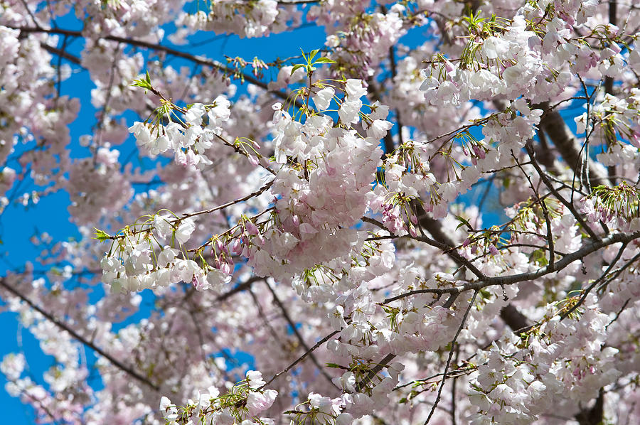 Cherry Blossom Photograph by Sebastian Musial