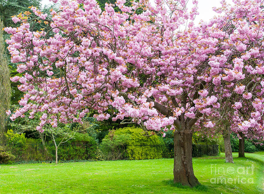 Cherry blossom tree #1 Photograph by Colin Rayner