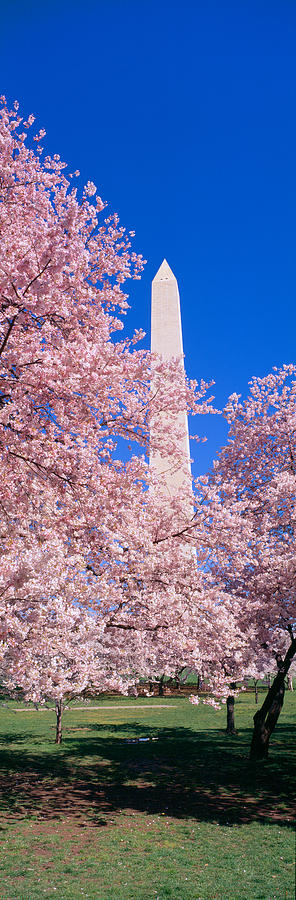 Architecture Photograph - Cherry Blossoms And Washington #1 by Panoramic Images