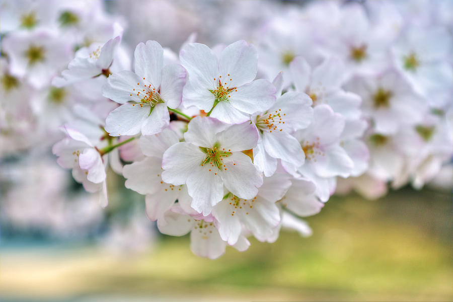 Cherry Blossoms #1 Photograph by Bill Dodsworth