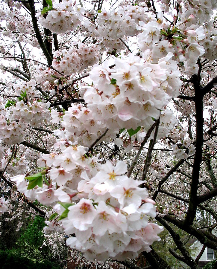 Cherry Blossoms #1 Photograph by Bindu Viswanathan