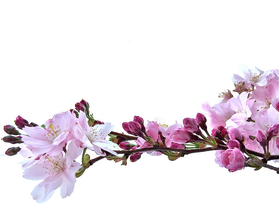 Spring Photograph - Cherry Blossoms #2 by Caroline Reyes-Loughrey
