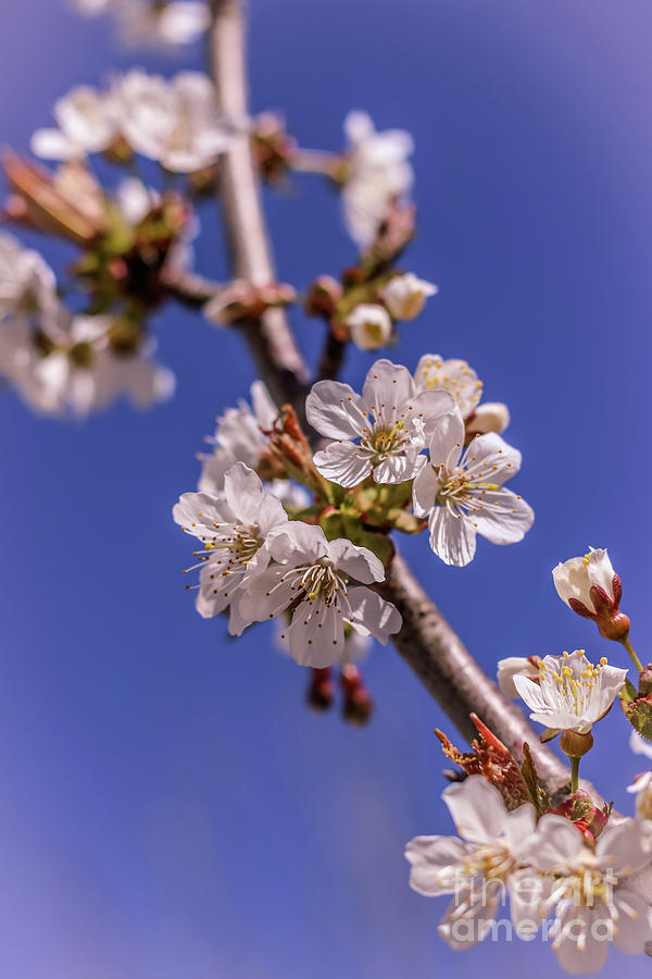 Cherry blossoms #1 Photograph by Claudia M Photography