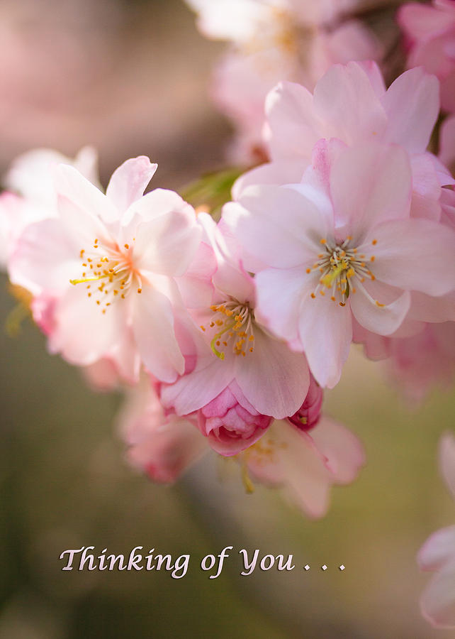 Cherry Blossoms Thinking of You Photograph by Joni Eskridge