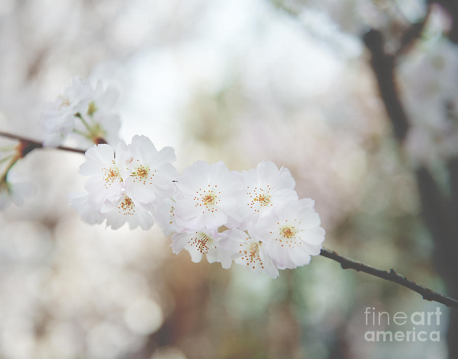 Cherry Blossoms #1 Photograph by Ivy Ho
