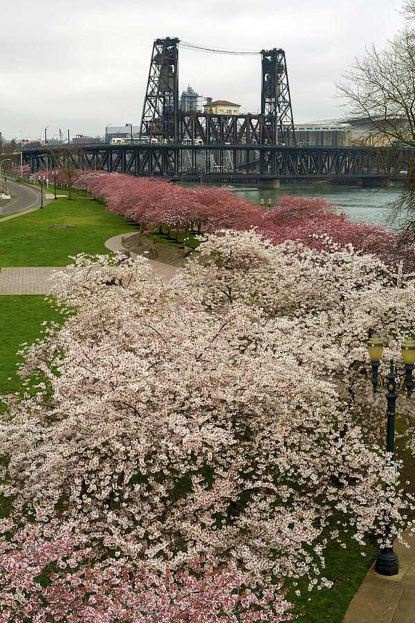 Cherry Blossoms Trees along Portland Waterfront #1 Photograph by David Gn