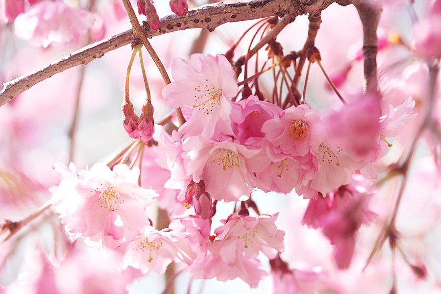 Cherry Blossoms Photograph by Trina Ansel