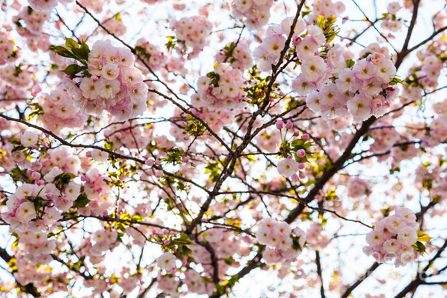 Cherry Blossoms #1 Photograph by Voisin/Phanie